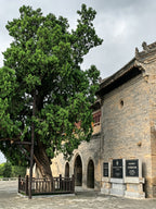 5-Day Imagine Yan'an Guided Tour