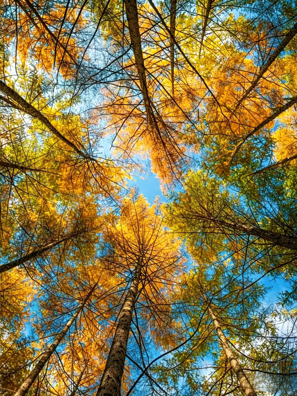 6-day Autumn Foliage Guangwushan Small Group Tour