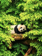 5-Day, 4-Night Sichuan Untouched Wonders Tour - Join-in Small Group