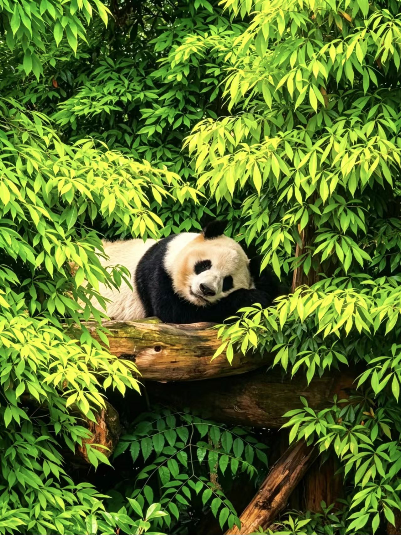 6-Day, 5-Night Sichuan Tour - Join a Small Group