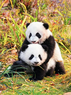 5-Day, 4-Night Sichuan Untouched Wonders Tour - Join-in Small Group