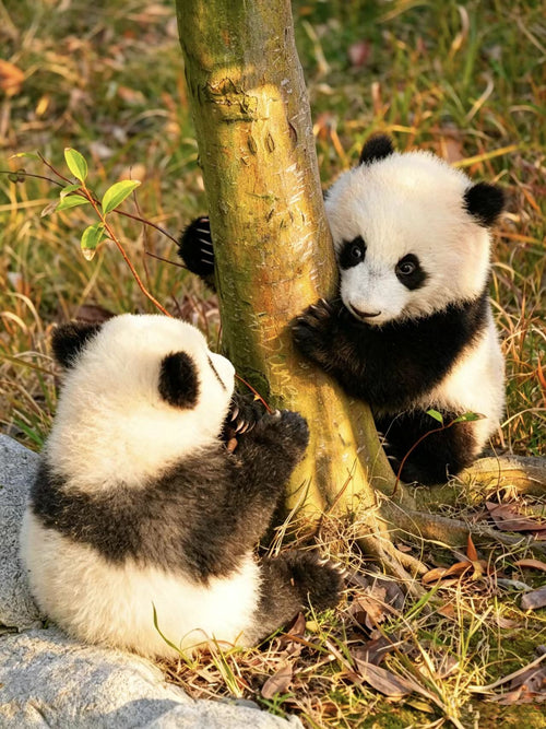6-Day 5-Night Heartwarming Sichuan Join-in Tour