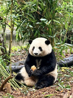 6-Day 5-Night Heartwarming Sichuan Join-in Tour